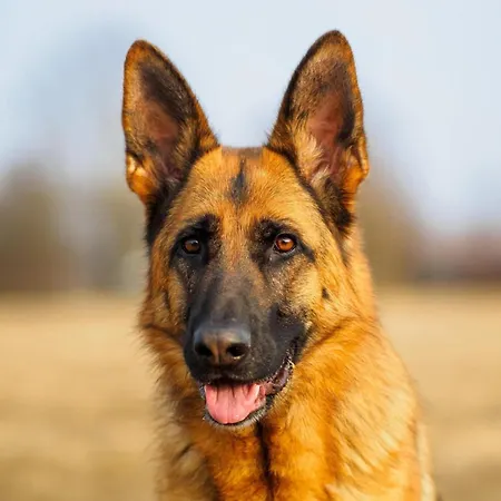 In With Pool Σπίτι διακοπών *